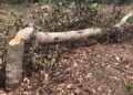 Presidente PRM en SGB rechaza invasión de terrenos en cuenca de río La Sabita