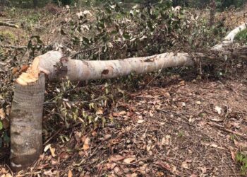 Presidente PRM en SGB rechaza invasión de terrenos en cuenca de río La Sabita