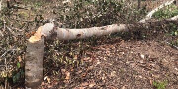 Presidente PRM en SGB rechaza invasión de terrenos en cuenca de río La Sabita