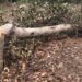 Presidente PRM en SGB rechaza invasión de terrenos en cuenca de río La Sabita